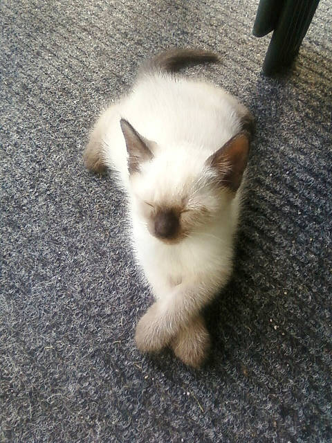 Mittens is registered to the contest to win money with this photo: asphalt, balinese, carnivore, cat, eye, fawn, felidae, fur, ragdoll, road_surface, shadow, siamese, small_to_medium_sized_cats, snout, tail, terrestrial_animal, whiskers