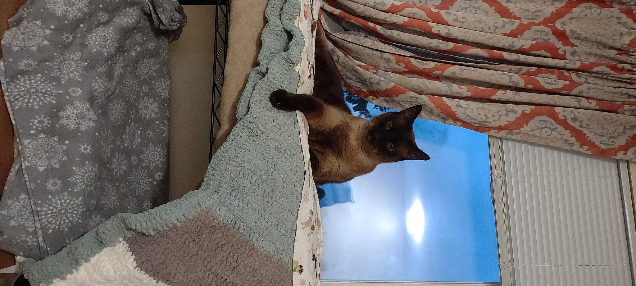 Mittens is registered to the contest to win money with this photo: building, carnivore, cat, curtain, facade, fawn, felidae, fur, house, plant, shade, siamese, small_to_medium_sized_cats, tail, textile, tints_and_shades, tree, whiskers, window, wood