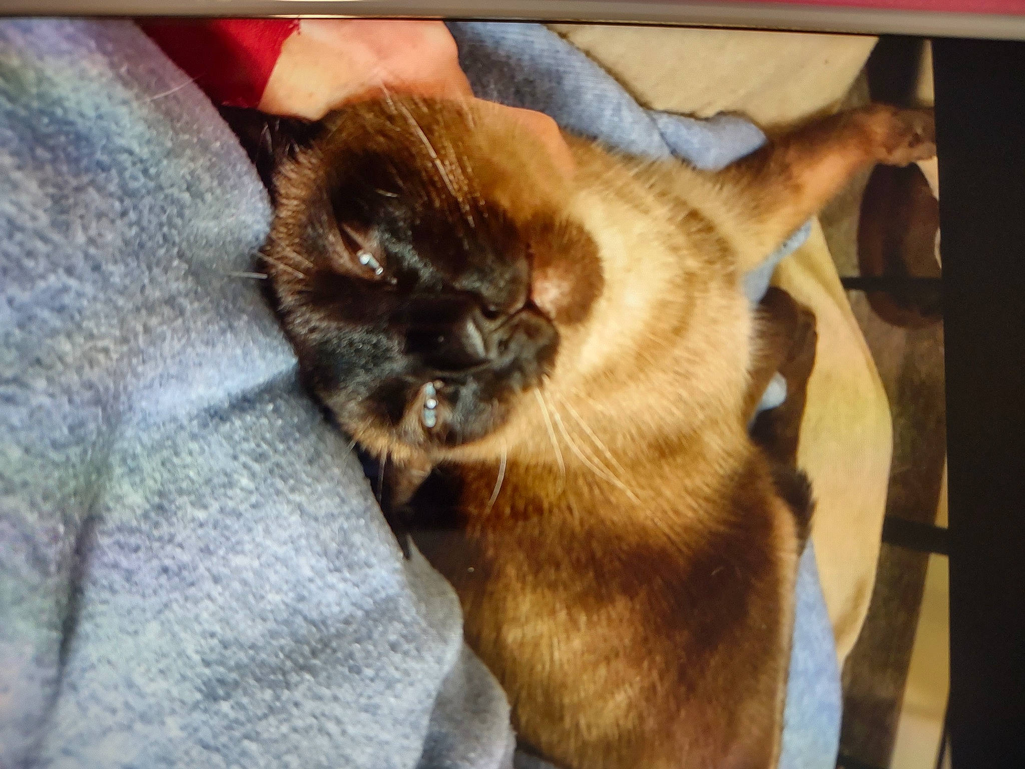 Mittens joined the competition — help win amazing prizes! brown, carnivore, cat, claw, comfort, companion_dog, dog_breed, domestic_short_haired_cat, ear, fawn, felidae, fur, liver, paw, small_to_medium_sized_cats, tail, thai, whiskers, wood, working_animal