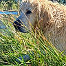 animal, close_up, cream_colored, curly_fur, dog, flower, fluffy_dog, garden, grass, hidden, looking_down, nature, outdoor, pet, portrait, shaggy, sunlight, sunny, tall_grass, trees