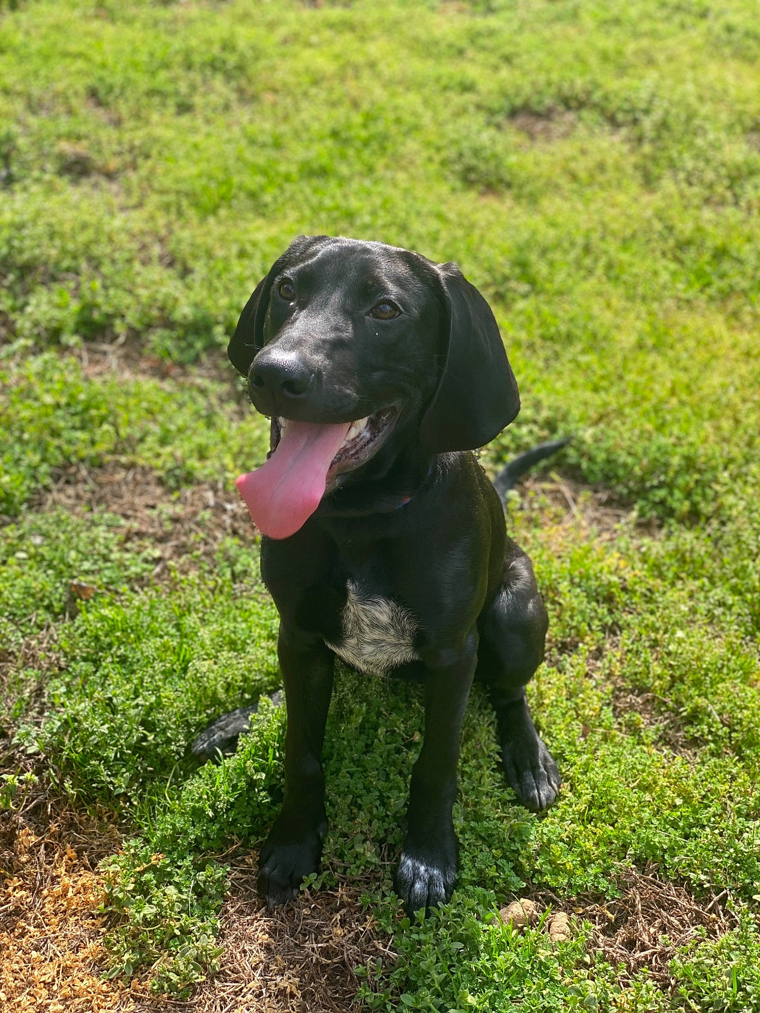 Thor joined the competition — help win amazing prizes! borador, canidae, carnivore, companion_dog, dog, dog_breed, field, grass, grass_family, grassland, groundcover, gun_dog, mammal, non_sporting_group, prairie, snout, sporting_group, terrestrial_animal, working_animal, working_dog