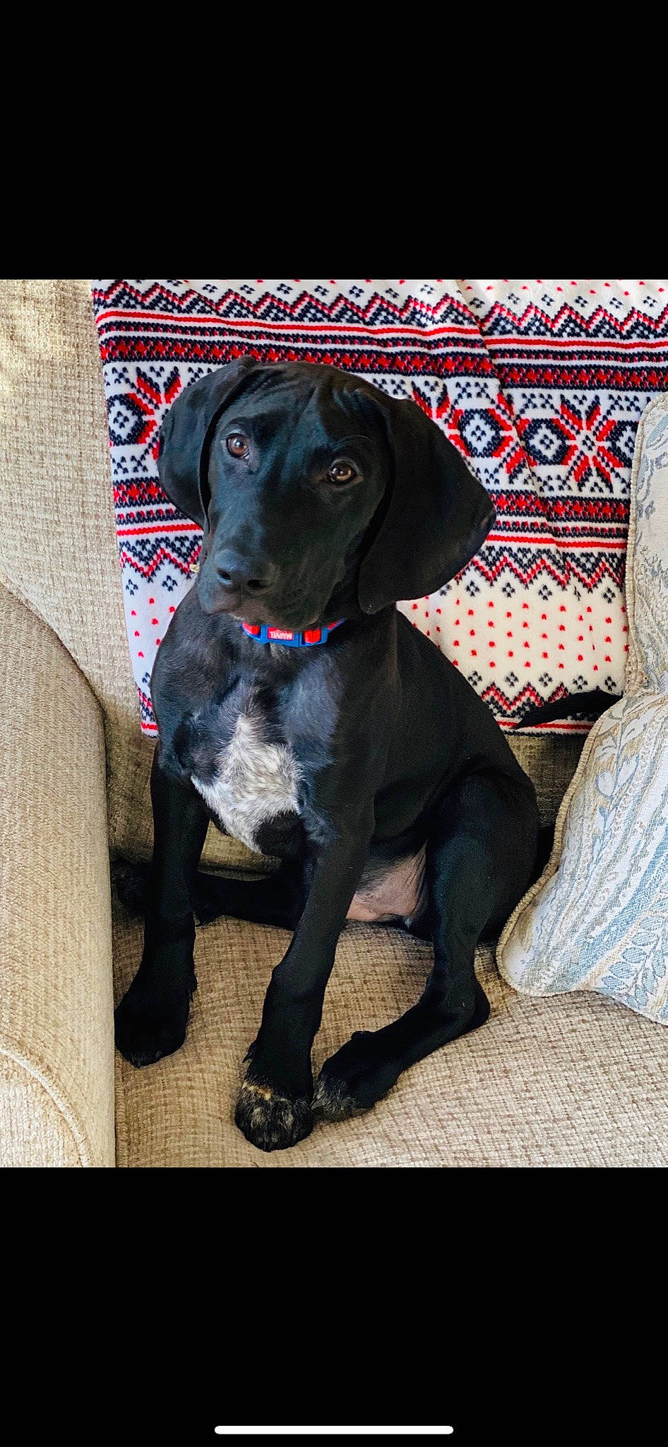 Thor joined the competition — help win amazing prizes! borador, canidae, carnivore, collar, companion_dog, dog, dog_breed, dog_collar, gun_dog, home_accessories, labrador_retriever, linens, liver, pet_supply, retriever, snout, sporting_group, working_animal, working_dog