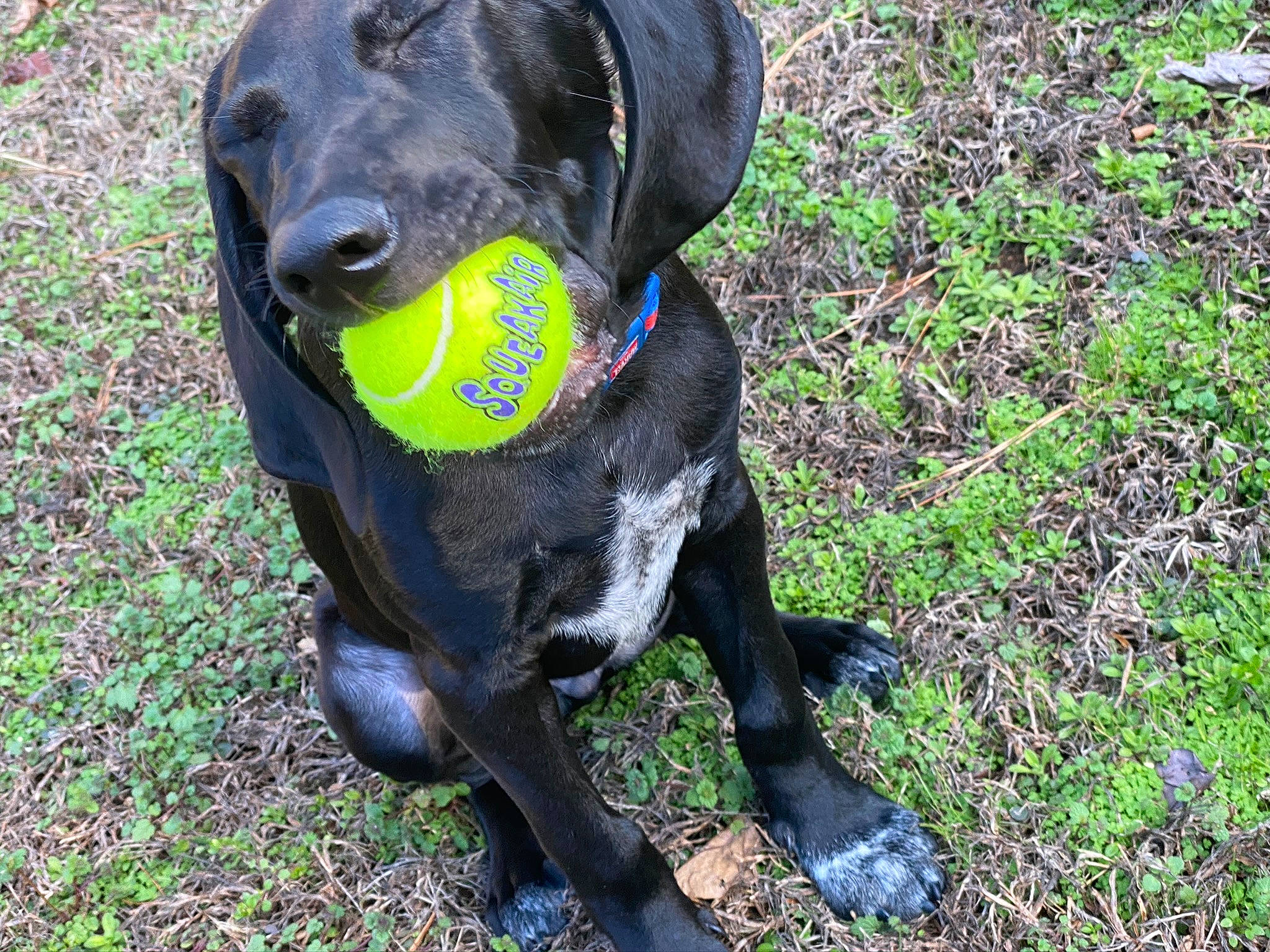 Thor joined the competition — help win amazing prizes! borador, canidae, carnivore, collar, companion_dog, dog, dog_breed, dog_collar, dog_supply, dog_toy, grass, groundcover, gun_dog, mammal, pet_supply, puppy, snout, sporting_group, working_animal, working_dog