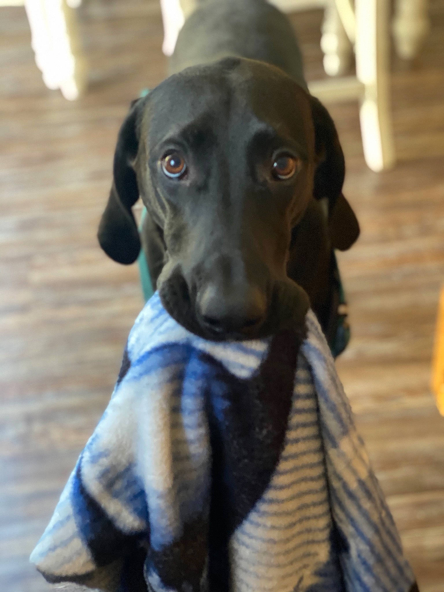 Thor is registered to the contest to win money with this photo: borador, canidae, carnivore, collar, companion_dog, dog, dog_breed, dog_collar, electric_blue, fawn, grey, gun_dog, liver, personal_protective_equipment, pet_supply, snout, sporting_group, whiskers, wood, working_animal