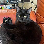 Moon a rejoint le concours — aidez-le/la à gagner de superbes lots ! black_cat, yellow_eyes, plush_toy, leather_chair, indoor, pet, animal, feline, relaxed, household_items, gaming_controller, table, floor_tiles, cozy, domestic, cute, soft_toy, curled_up, resting, living_room