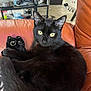 black_cat, yellow_eyes, plush_toy, leather_chair, indoor, pet, animal, feline, relaxed, household_items, gaming_controller, table, floor_tiles, cozy, domestic, cute, soft_toy, curled_up, resting, living_room