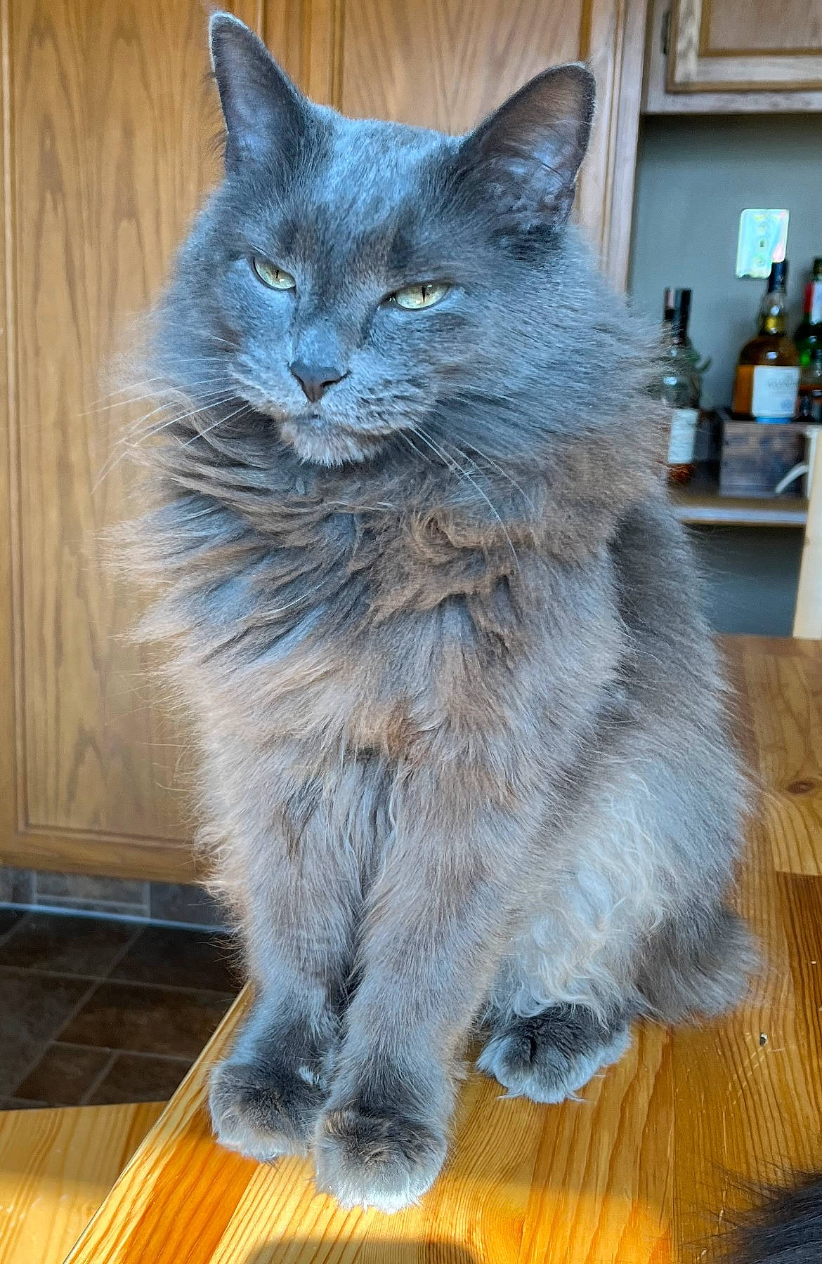 Jerome joined the competition — help win amazing prizes! bottle, british_longhair, carnivore, cat, domestic_short_haired_cat, electric_blue, felidae, flooring, fur, grey, hardwood, laminate_flooring, russian_blue, small_to_medium_sized_cats, snout, tail, varnish, whiskers, wood, wood_flooring
