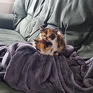 Yhonna Et Lyly a rejoint le concours — aidez-le/la à gagner de superbes lots ! animal, bed, bedroom, blanket, canine, cat, couch, cushion, dog, furniture, homedecor, indoors, kitten, linen, manx, person, pet, puppy, sleeping, velvet