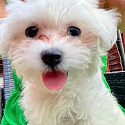 Fleur is registered to the contest to win money with this photo: puppy, dog, white_fur, tongue_out, close_up, pet, cute, fluffy, animal, outdoor, green_clothing, person, summer, happy, adorable, portrait, young_dog, companion, friendly, cute_pet