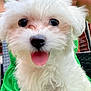 puppy, dog, white_fur, tongue_out, close_up, pet, cute, fluffy, animal, outdoor, green_clothing, person, summer, happy, adorable, portrait, young_dog, companion, friendly, cute_pet