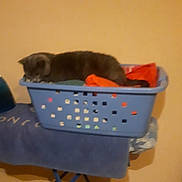 Charly a rejoint le concours — aidez-le/la à gagner de superbes lots ! cat, laundry_basket, clothes, ironing_board, indoor, sleeping, pet, feline, resting, home, furniture, orange_wall, blue, fabric, floor, wood_floor, domestic, cozy, relaxing, animal