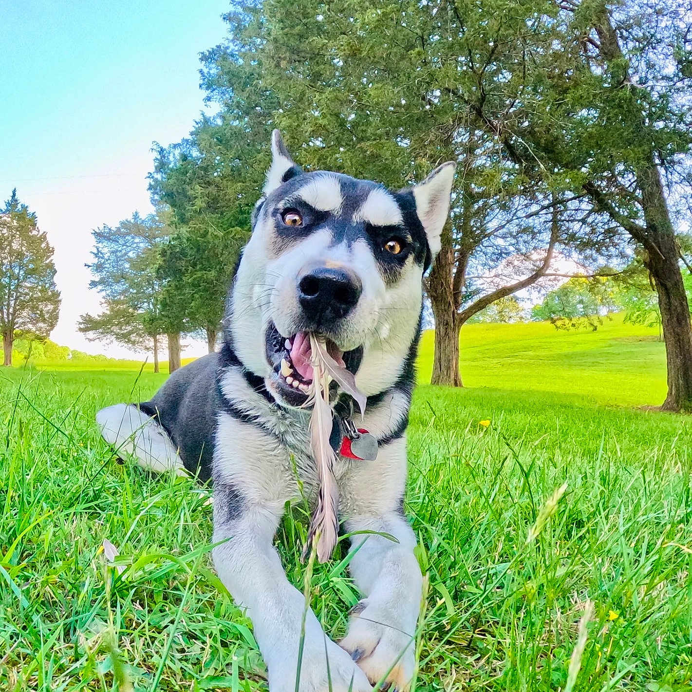 Chance joined the competition — help win amazing prizes! animal, collar, dog, dog_tag, feather, grass, greenery, husky, lying_down, nature, open_mouth, outdoor, panting, park, pet, portrait, siberian_husky, sitting, sunny, trees