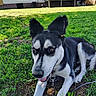 dog, black_and_white, outdoors, grass, lawn, house, deck, backyard, leash, collar, sitting, pointed_ears, short_fur, animal, pet, portrait, sunlight, suburban, front_view, relaxed