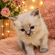 Prdy Teet is registered to the contest to win money with this photo: adorable, animal, background, cat, closeup, cozy, cute, fairy_lights, feline, flowers, fluffy, furry, indoor, kitten, pet, pink, portrait, roses, soft, young