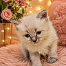 adorable, animal, background, cat, closeup, cozy, cute, fairy_lights, feline, flowers, fluffy, furry, indoor, kitten, pet, pink, portrait, roses, soft, young