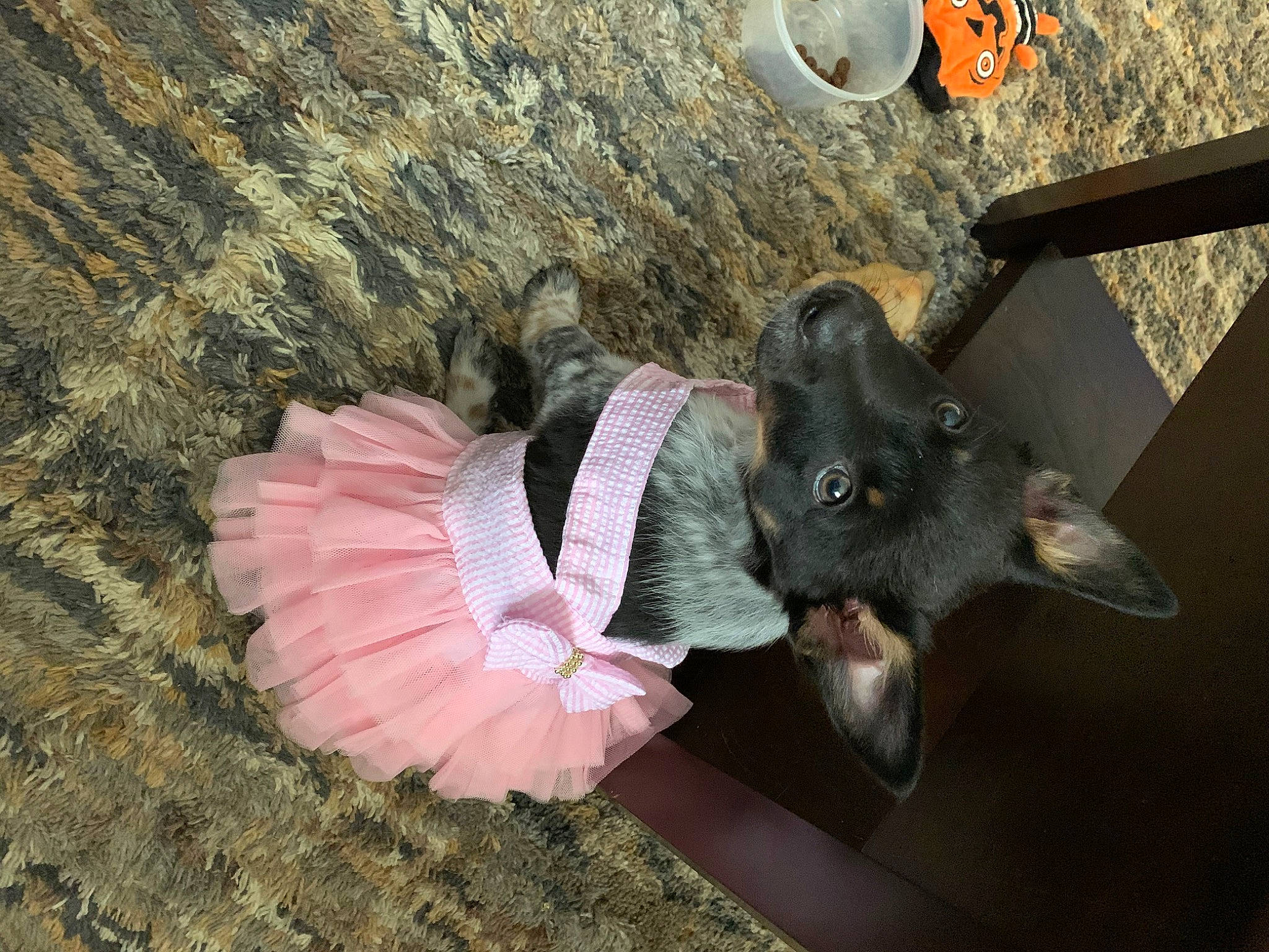 Serena joined the competition — help win amazing prizes! carnivore