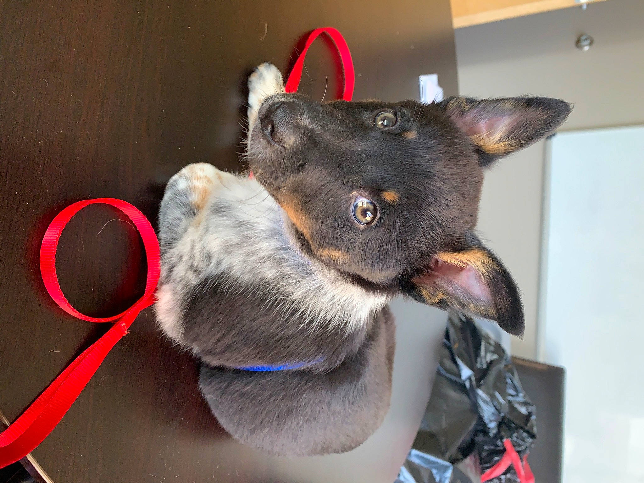 Serena is registered to the contest to win money with this photo: canidae, carnivore, cat, collar, dog_breed, ear, felidae, korat, mammal, russian_blue, small_to_medium_sized_cats, snout, vertebrate, whiskers