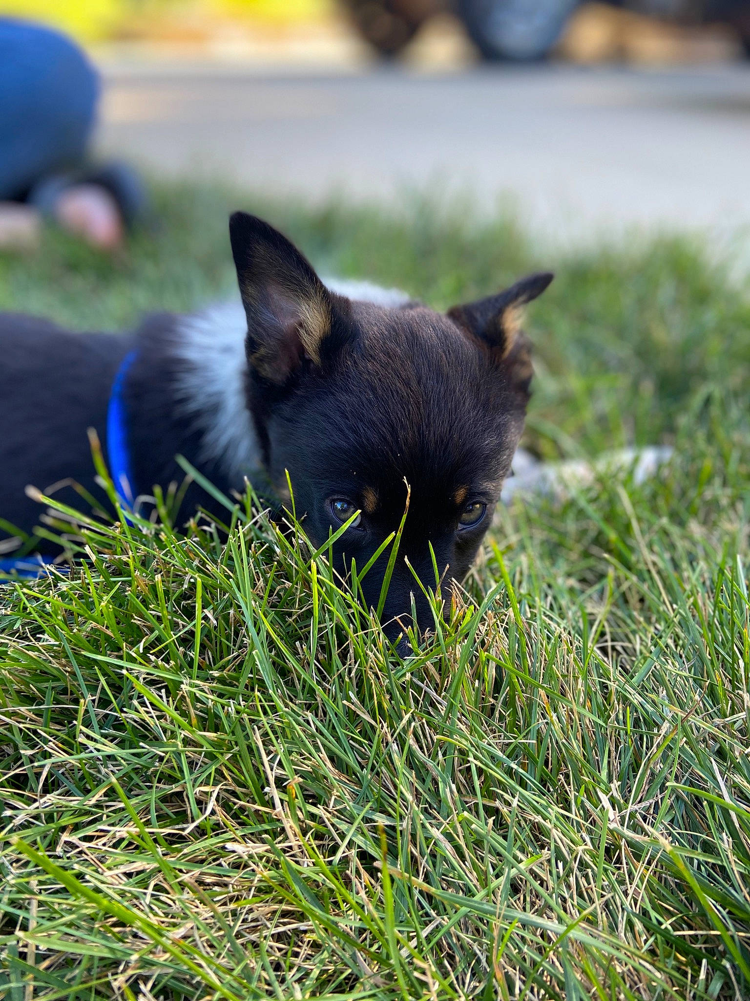 Serena joined the competition — help win amazing prizes! australian_kelpie, canidae, carnivore, dog, dog_breed, grass, lancashire_heeler, lawn, mammal, plant, snout, vertebrate, working_dog