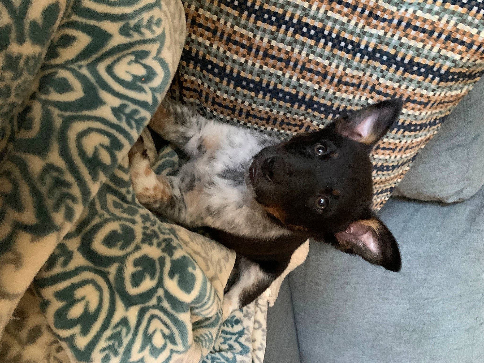 Serena joined the competition — help win amazing prizes! american_hairless_terrier, canidae, carnivore, cat, dog, dog_breed, felidae, mammal, peruvian_hairless_dog, small_to_medium_sized_cats, vertebrate, whiskers