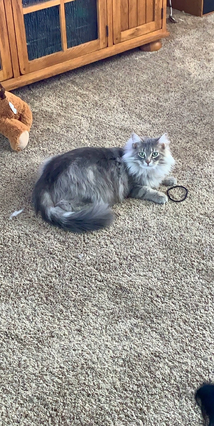 Giannis joined the competition — help win amazing prizes! carnivore, cat, domestic_short_haired_cat, european_shorthair, felidae, grass, kitten, maine_coon, norwegian_forest_cat, sand, small_to_medium_sized_cats, tabby_cat, tail, whiskers