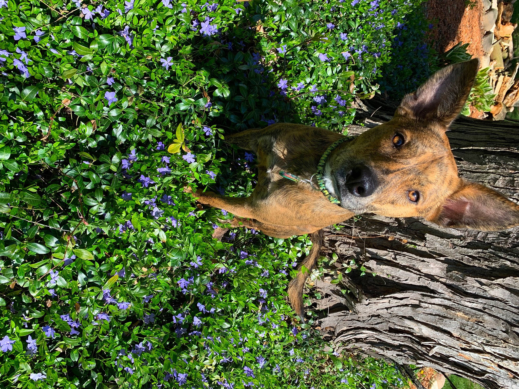 Django joined the competition — help win amazing prizes! branch, canidae, carnivore, dog_breed, fawn, german_shepherd_dog, grass, groundcover, leaf, plant, roe_deer, shrub, tree, trunk, wildflower, wildlife