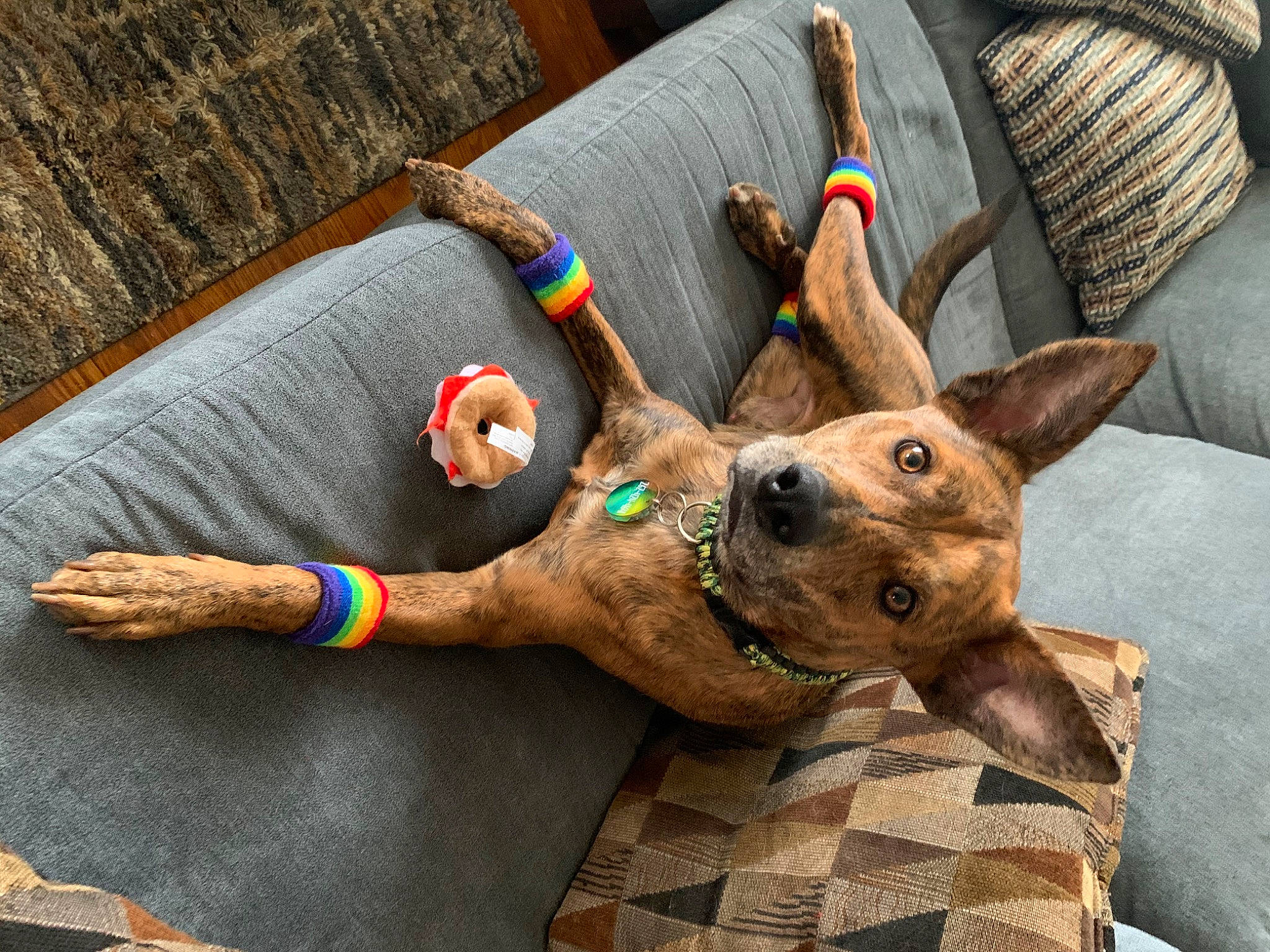 Django is registered to the contest to win money with this photo: antler, canidae, carnivore, dog, dog_breed, dog_toy, fawn