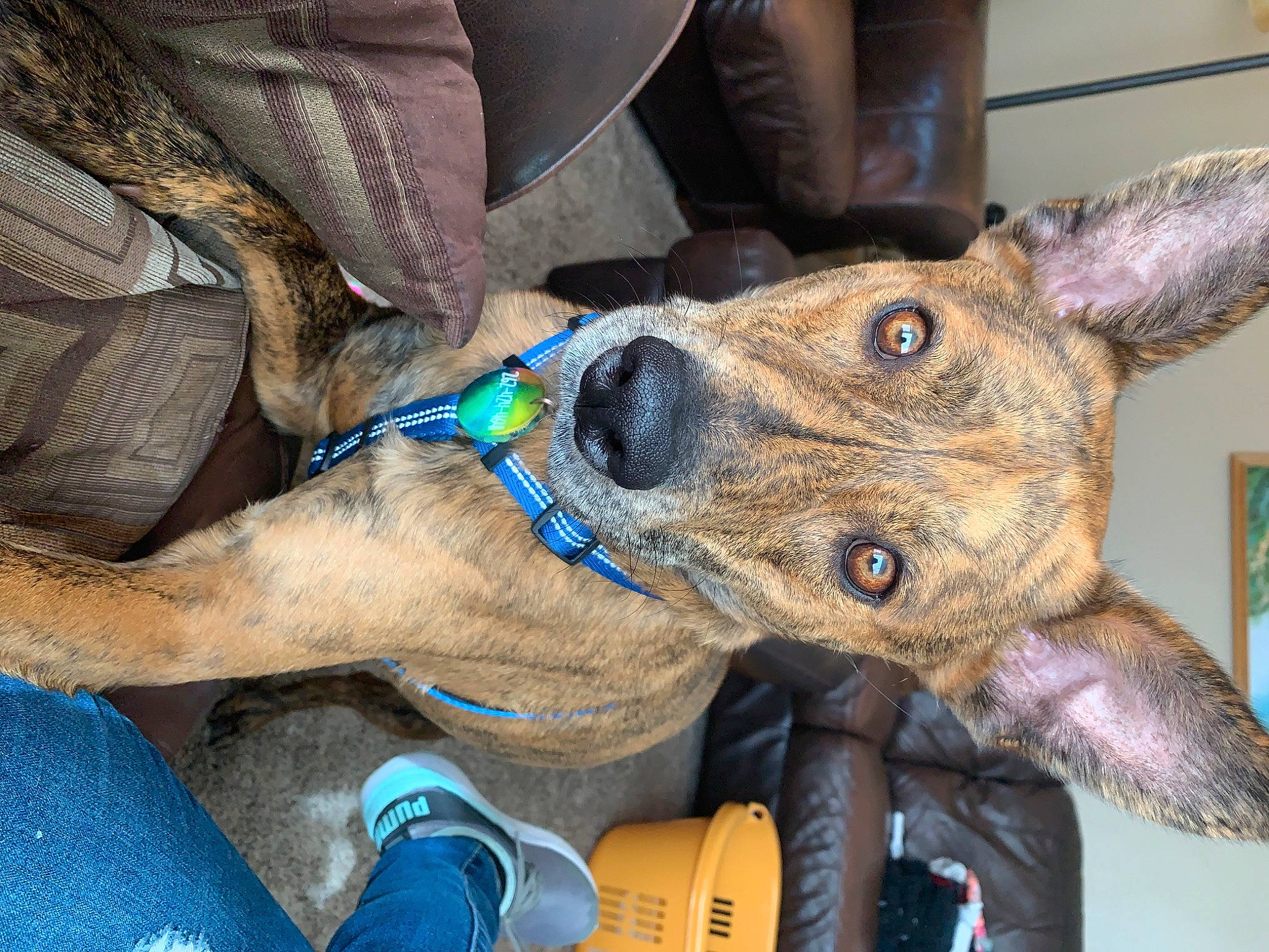 Django joined the competition — help win amazing prizes! canidae, carnivore, dog, dog_breed, ear, fawn, feist, formosan_mountain_dog, galgo_espanol, lurcher, mountain_cur, snout