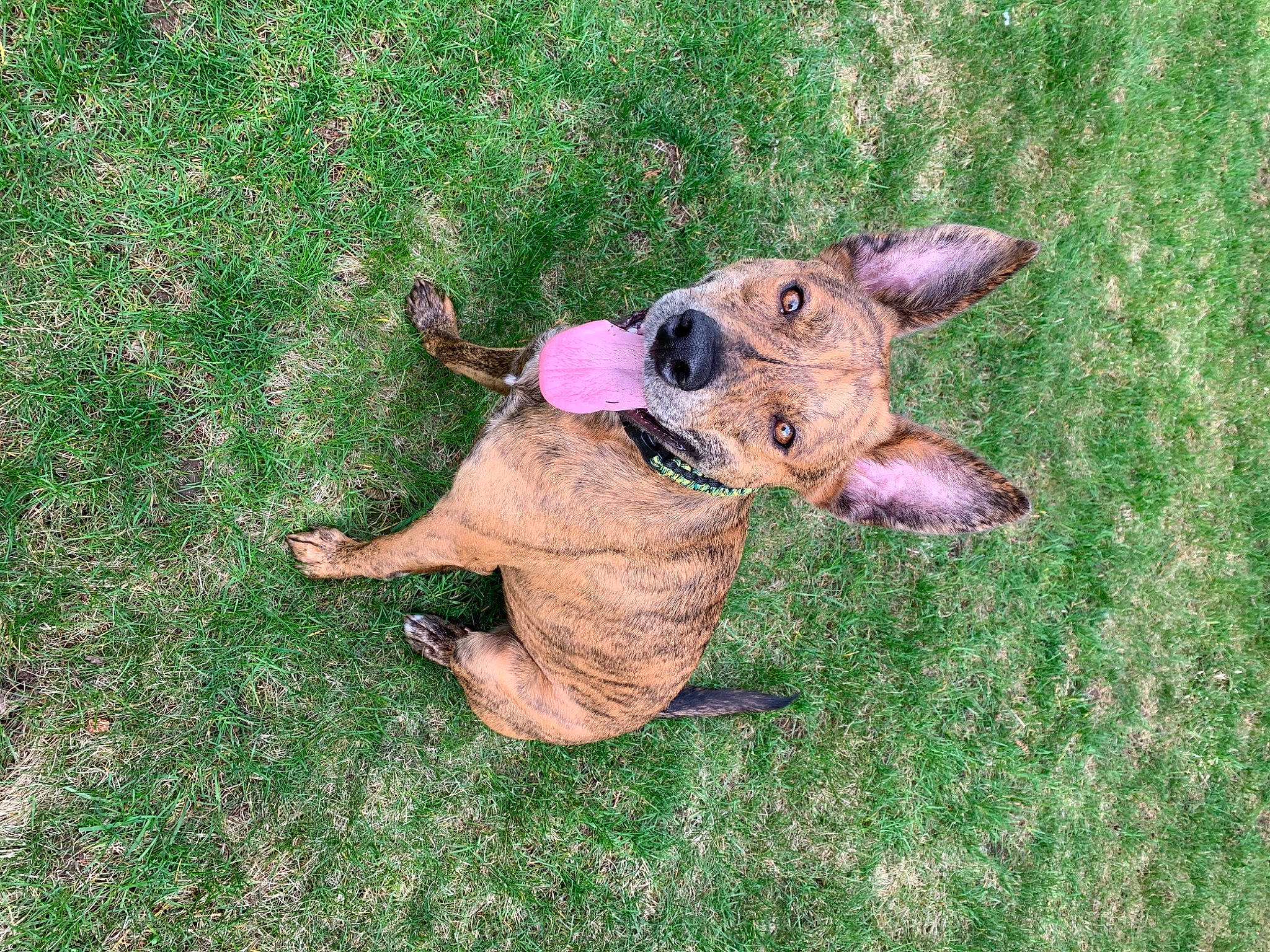 Django joined the competition — help win amazing prizes! canidae, carnivore, companion_dog, dog, dog_breed, fawn, grass, mammal, non_sporting_group, puppy, vertebrate