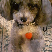 Rowdy Cash joined the competition — help win amazing prizes! adorable, animal, brown, canine, carpet, collar, companion, cute, dog, domestic, fluffy, furniture, furry, heart_tag, home, indoor, mammal, paw, pet, small_dog