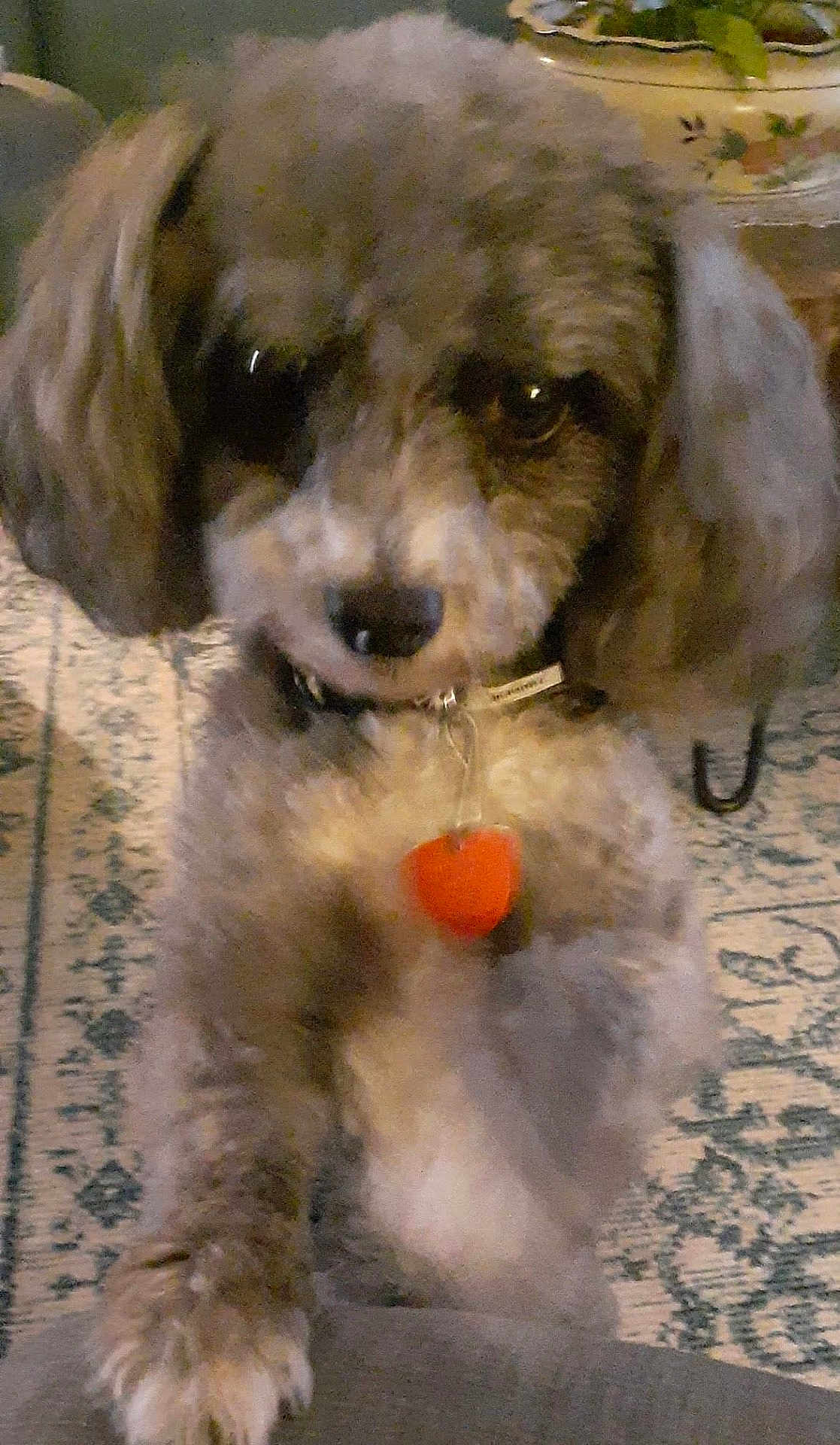 Rowdy Cash joined the competition — help win amazing prizes! adorable, animal, brown, canine, carpet, collar, companion, cute, dog, domestic, fluffy, furniture, furry, heart_tag, home, indoor, mammal, paw, pet, small_dog