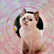 Eloise is registered to the contest to win money with this photo: animal, blue_eyes, cat, curious, cute, daisy_pattern, domestic_animal, fur, indoor, kitten, looking_up, mammal, pet, pink_tunnel, playful, portrait, small, soft, whiskers, young