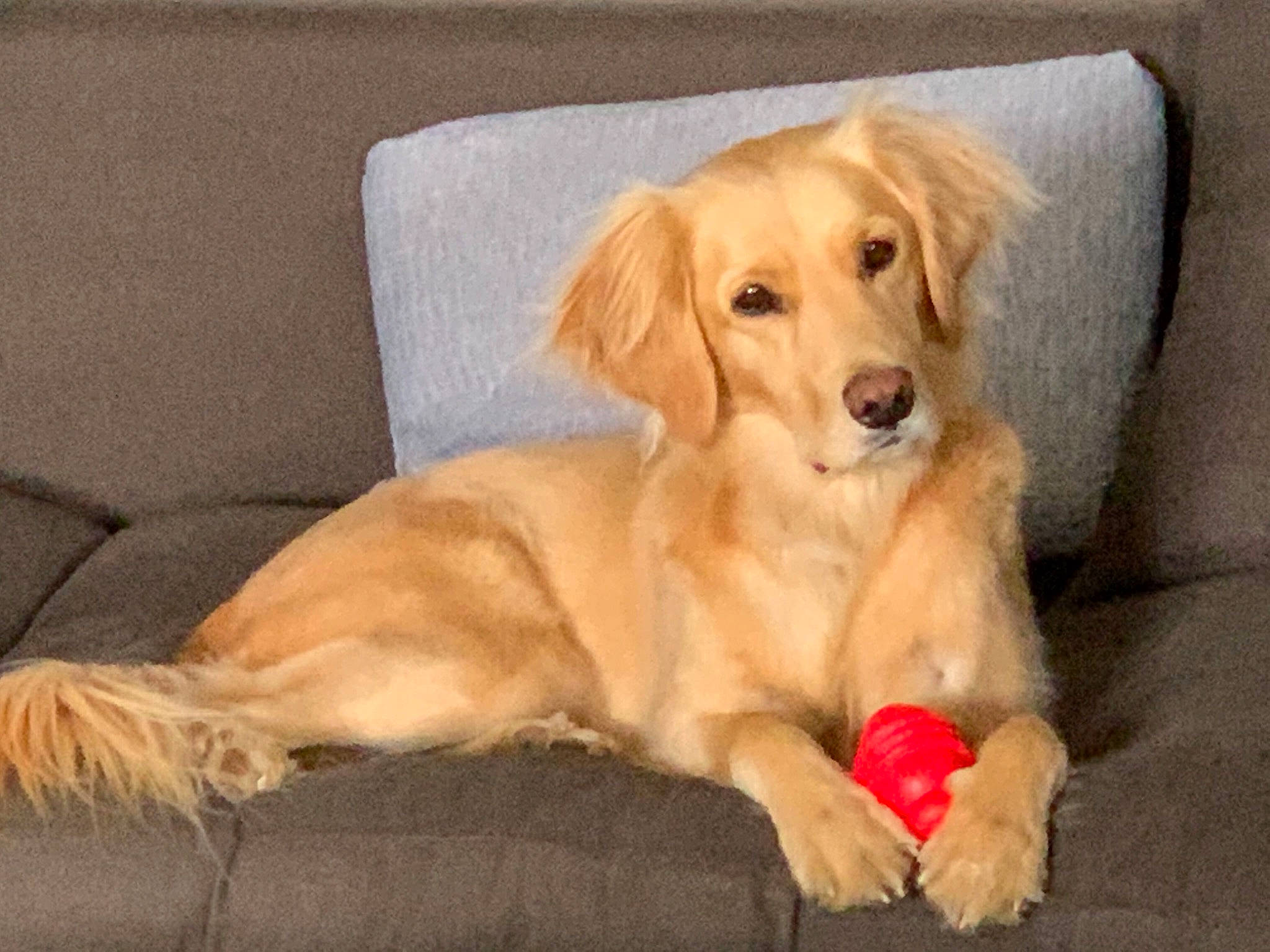 Jack participe au concours pour gagner de l'argent avec cette photo : ball, canidae, carnivore, comfort, companion_dog, couch, dog, dog_breed, dog_supply, fawn, flooring, fur, paw, pet_supply, plant, snout, sporting_group, tail, whiskers, working_animal