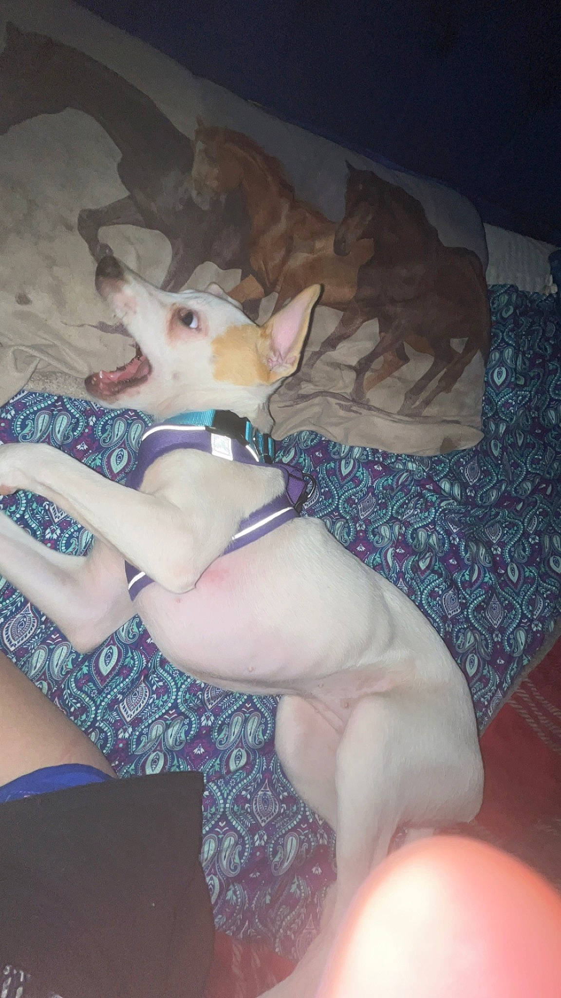 Mysteryrose is registered to the contest to win money with this photo: abdomen, carnivore, chest, comfort, companion_dog, dog, elbow, fawn, human_body, human_leg, knee, lap, lingerie, sportswear, swimwear, thigh, trunk, undergarment, underpants