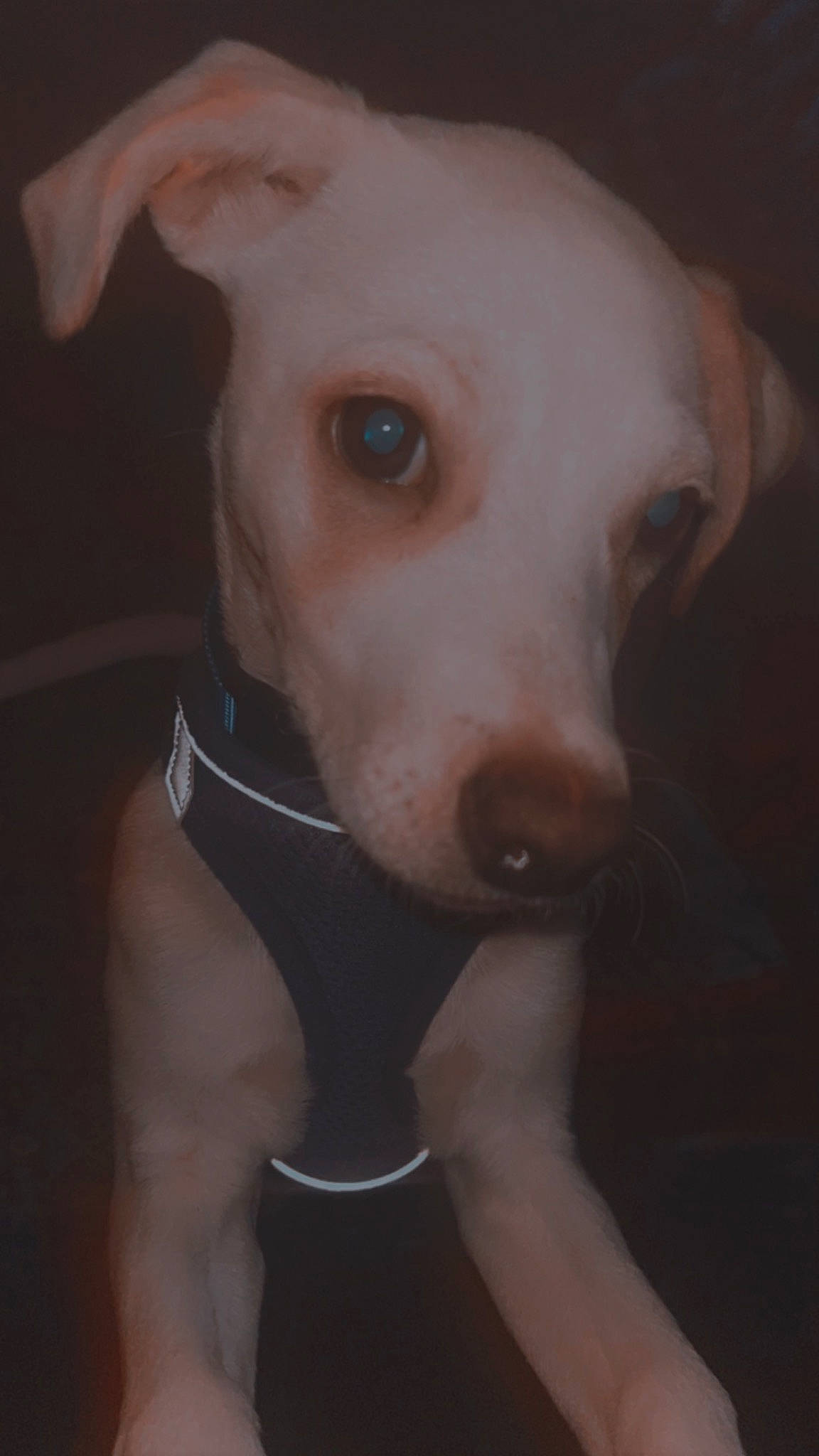 Mysteryrose is registered to the contest to win money with this photo: canidae, carnivore, chest, collar, companion_dog, darkness, dog, dog_breed, dog_collar, dog_supply, ear, fawn, head, jaw, non_sporting_group, pet_supply, snout, sporting_group, whiskers, working_animal