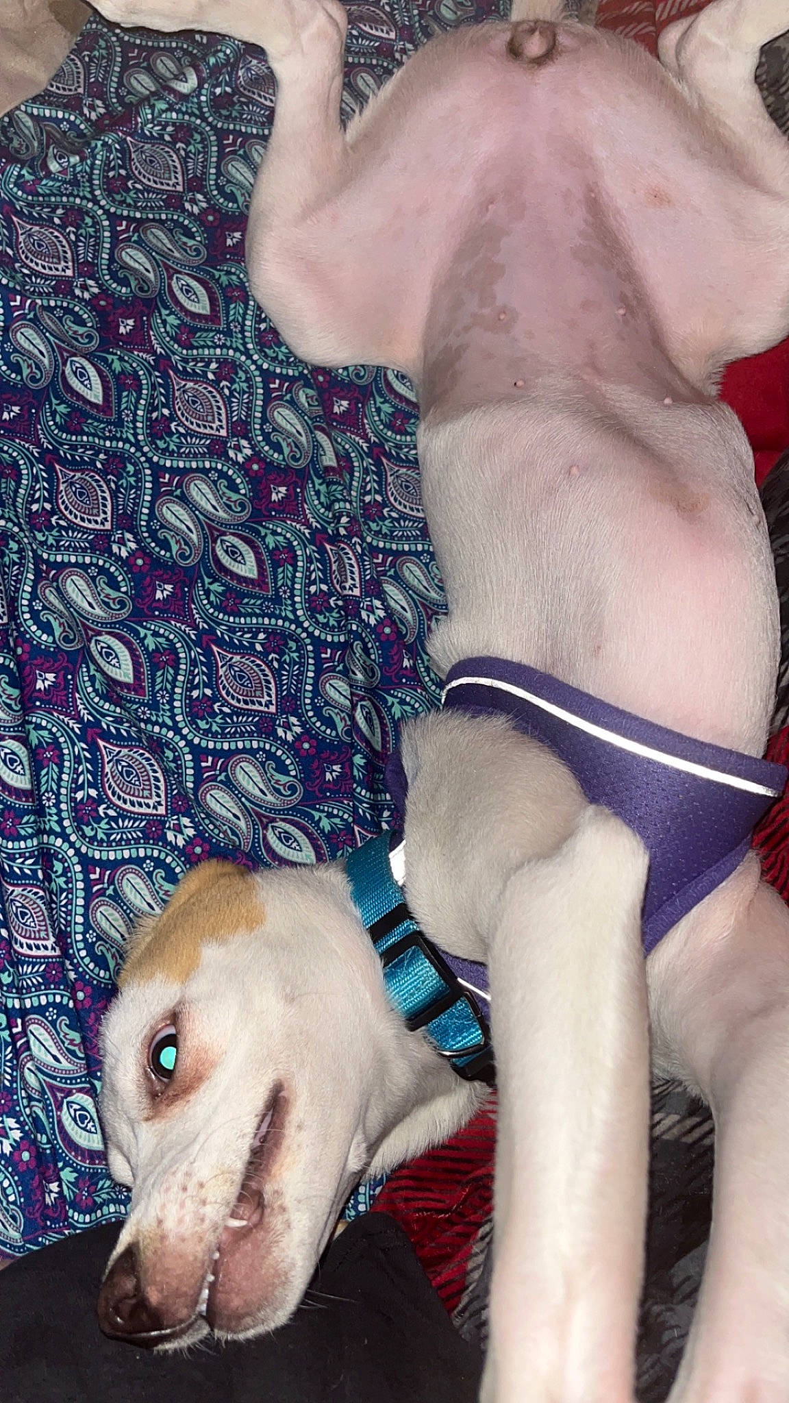 Mysteryrose is registered to the contest to win money with this photo: abdomen, chest, cool, dog, dog_breed, elbow, electric_blue, fawn, finger, human_leg, knee, muscle, nail, organ, snout, swimwear, textile, thigh, trunk, wrist