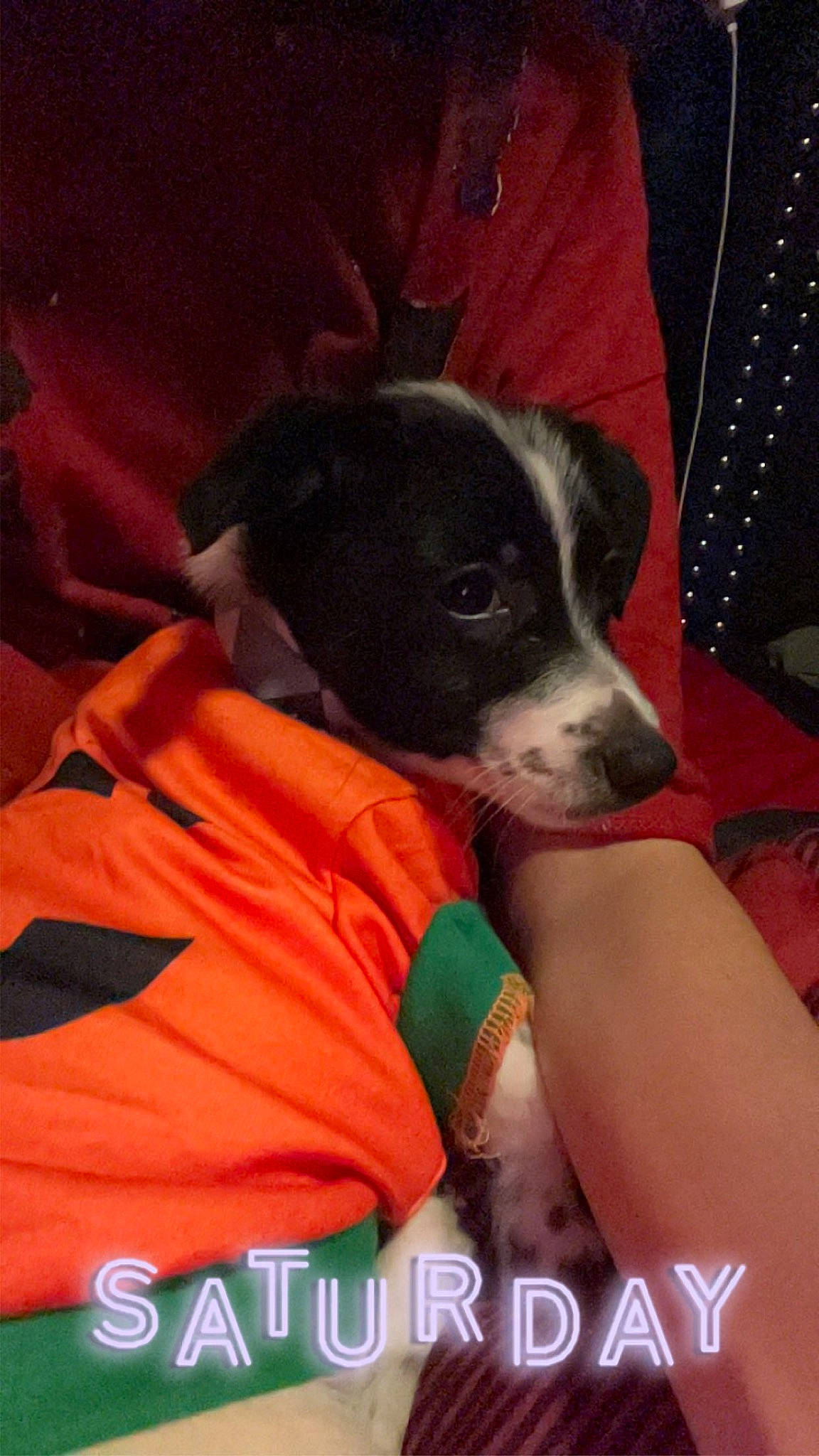 Chorizo is registered to the contest to win money with this photo: borador, canidae, carmine, carnivore, collar, comfort, companion_dog, dog, dog_breed, dog_supply, fawn, guard_dog, non_sporting_group, sporting_group, terrestrial_animal, whiskers, working_animal