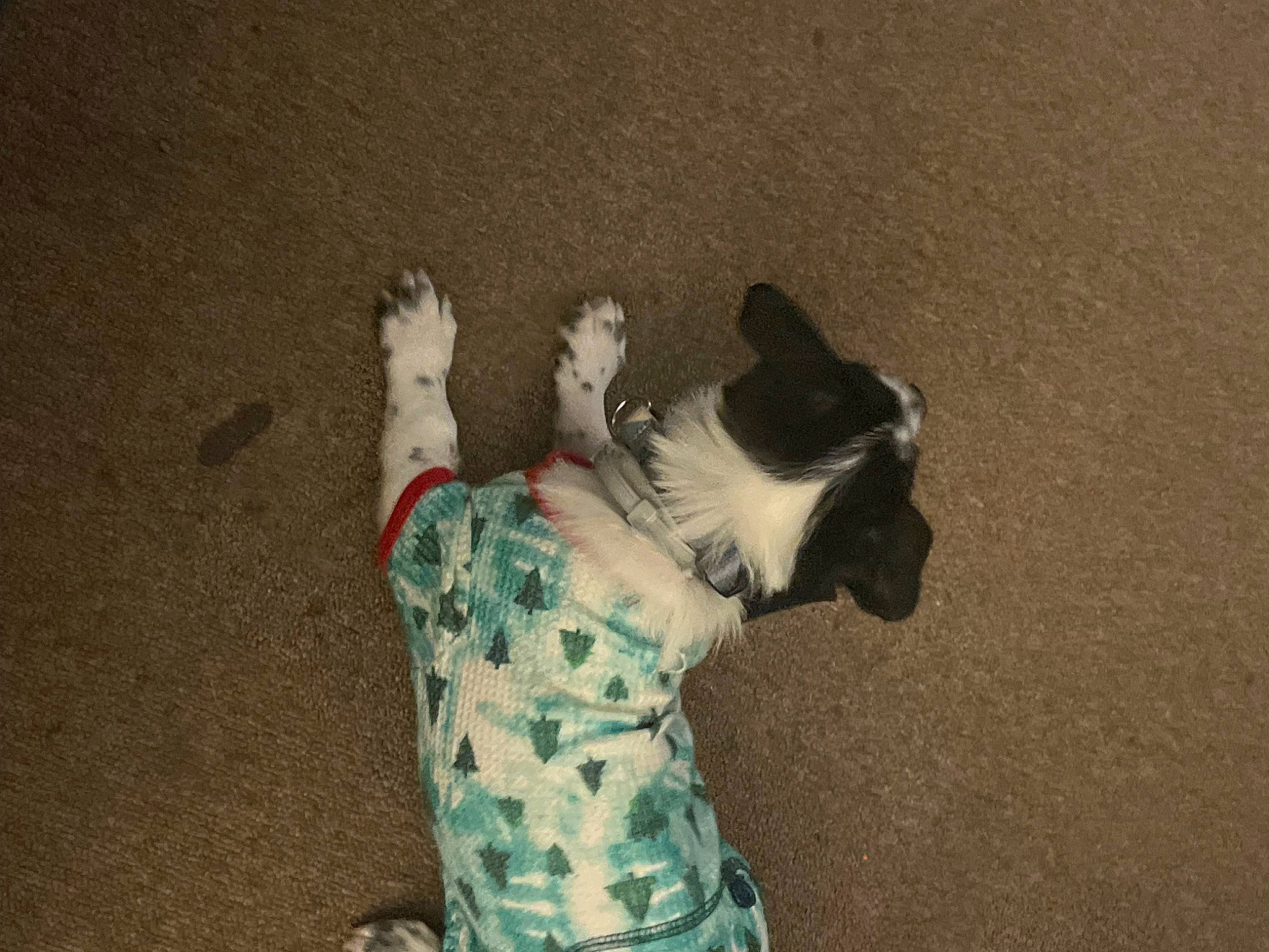 Chorizo joined the competition — help win amazing prizes! art, canidae, carnivore, cat, companion_dog, dog_breed, elbow, fawn, felidae, foot, fur, gesture, grey, human_leg, paw, small_to_medium_sized_cats, snout, sporting_group, tail, whiskers