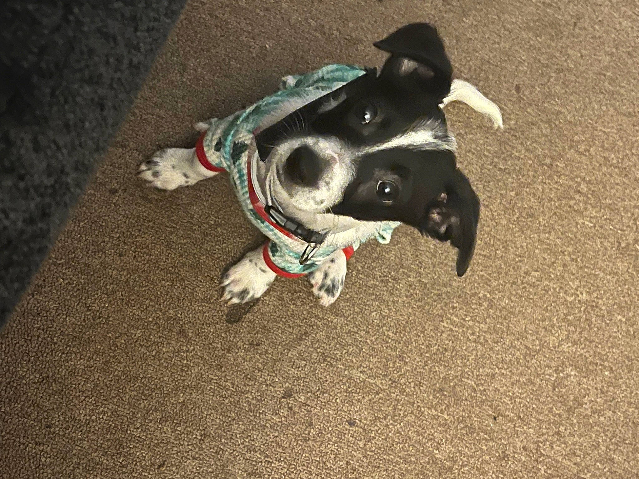 Chorizo joined the competition — help win amazing prizes! asphalt, canidae, carmine, carnivore, companion_dog, dog, dog_breed, dog_clothes, dog_supply, fawn, leash, paw, personal_protective_equipment, pet_supply, road_surface, snout, sporting_group, tail, whiskers, working_animal