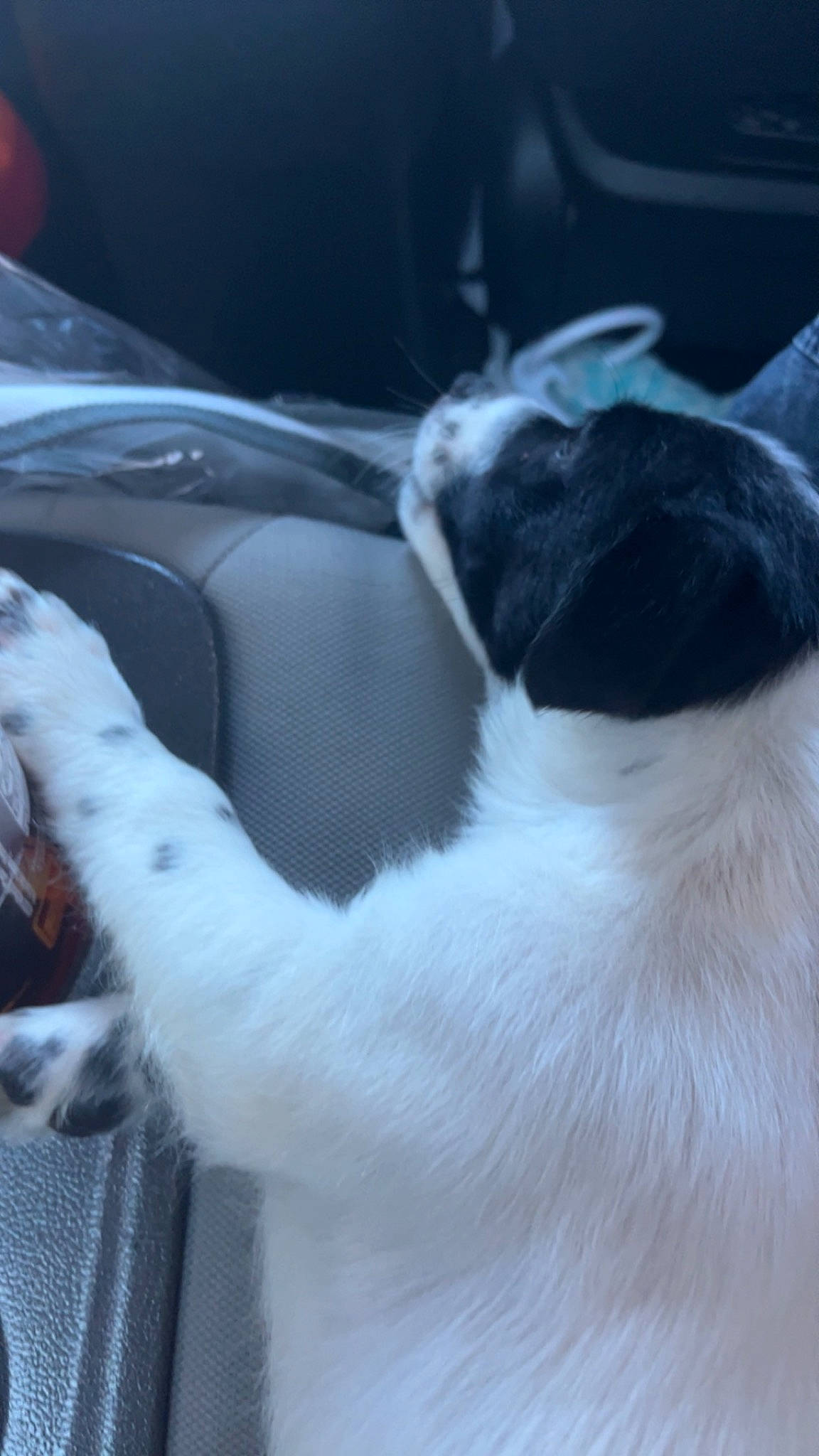 Chorizo is registered to the contest to win money with this photo: auto_part, automotive_exterior, automotive_window_part, carnivore, cat, comfort, companion_dog, dog_breed, felidae, fur, human_leg, paw, small_to_medium_sized_cats, snout, tail, tints_and_shades, vehicle_door, whiskers, window, windshield