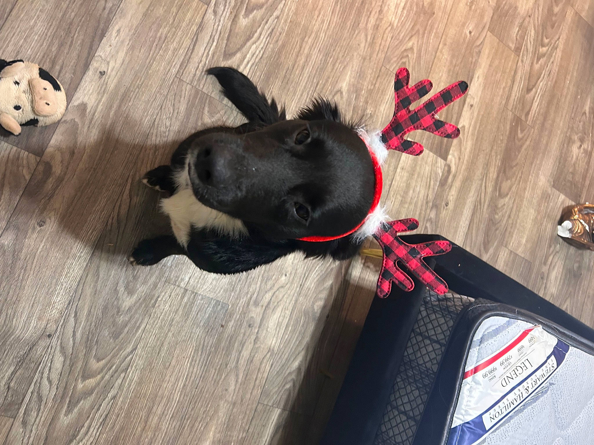 Joyce joined the competition — help win amazing prizes! canidae, carmine, carnivore, collar, comfort, companion_dog, dog, dog_breed, dog_collar, dog_supply, fawn, flooring, fur, hardwood, paw, pet_supply, snout, sporting_group, tail, wood