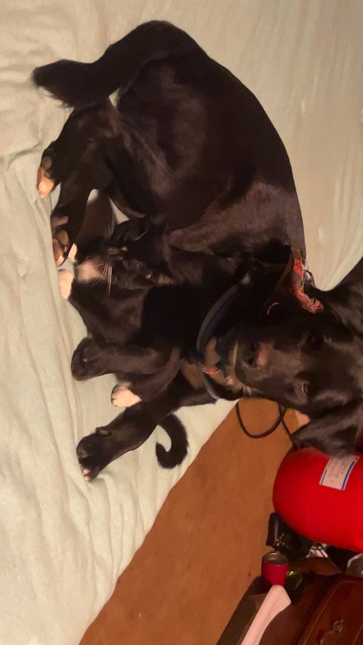 Joyce is registered to the contest to win money with this photo: canidae, carmine, carnivore, comfort, companion_dog, dog, dog_breed, dog_collar, fawn, fur, gesture, guard_dog, liver, personal_protective_equipment, snout, sporting_group, tail, terrestrial_animal, whiskers, working_animal