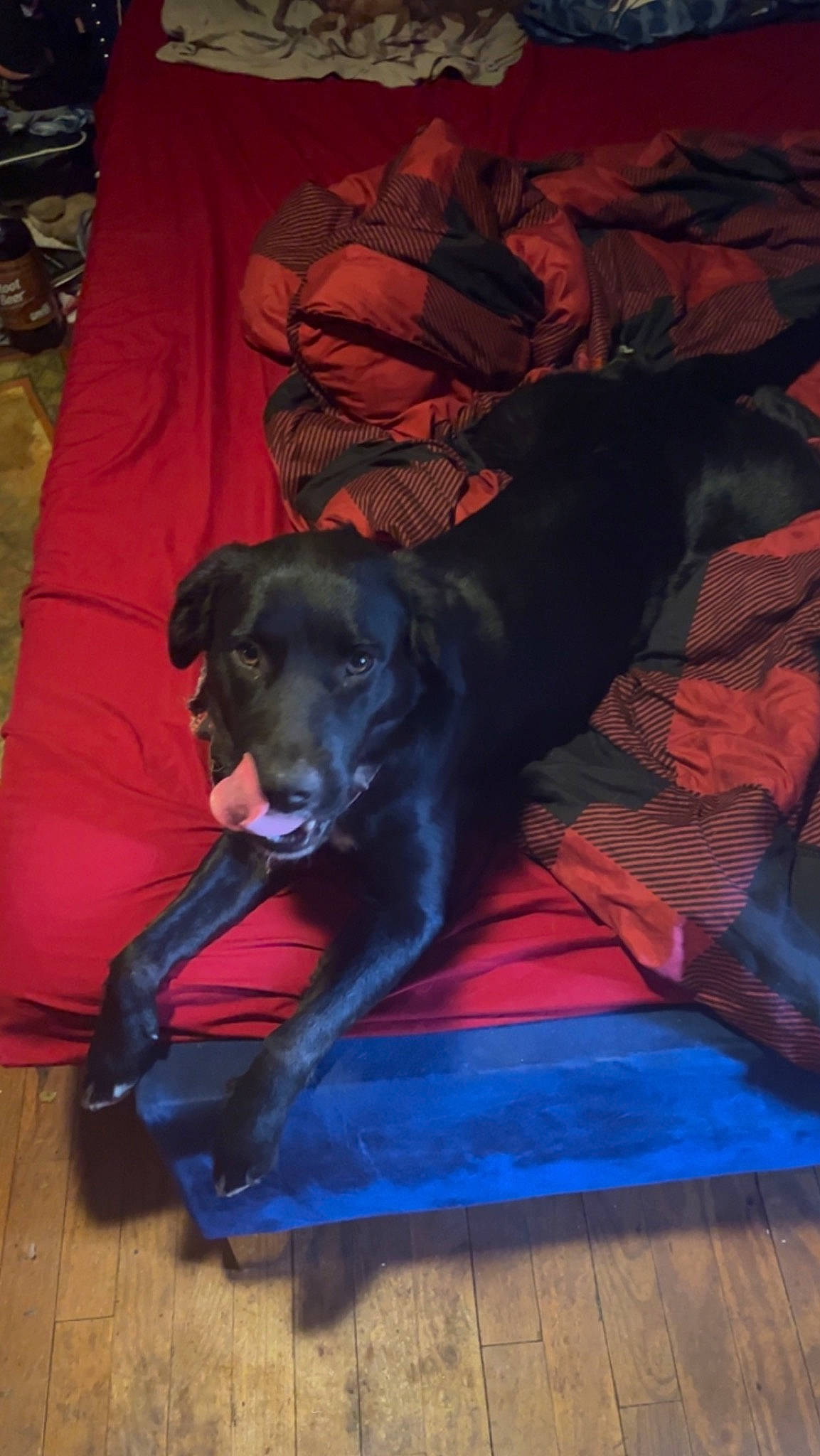 Joyce is registered to the contest to win money with this photo: borador, canidae, carnivore, comfort, companion_dog, dog, dog_breed, dog_supply, electric_blue, flooring, fur, guard_dog, gun_dog, hardwood, liver, sporting_group, terrestrial_animal, wood, wood_flooring, working_animal