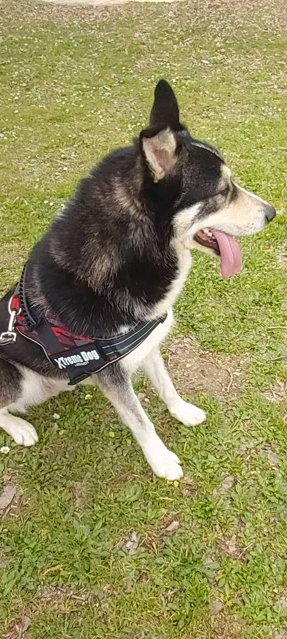 Bill a rejoint le concours — aidez-le/la à gagner de superbes lots ! canidae, carnivore, collar, companion_dog, dog, dog_breed, dog_collar, fur, grass, leash, pet_supply, plant, recreation, sled_dog, snout, sporting_group, tail, terrestrial_animal, working_animal, working_dog