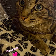 Tigrou participe au concours pour gagner de l'argent avec cette photo : cat, tabby, close_up, animal, pet, whiskers, fur, eyes, face, blanket, pattern, indoor, cute, resting, snuggle, cozy, vintage_filter, scratches, text_overlay, hearts