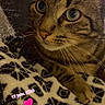 cat, tabby, close_up, animal, pet, whiskers, fur, eyes, face, blanket, pattern, indoor, cute, resting, snuggle, cozy, vintage_filter, scratches, text_overlay, hearts