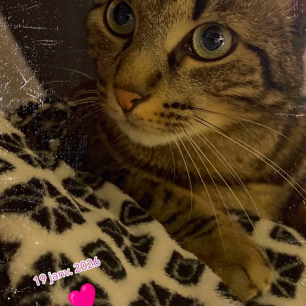 Tigrou