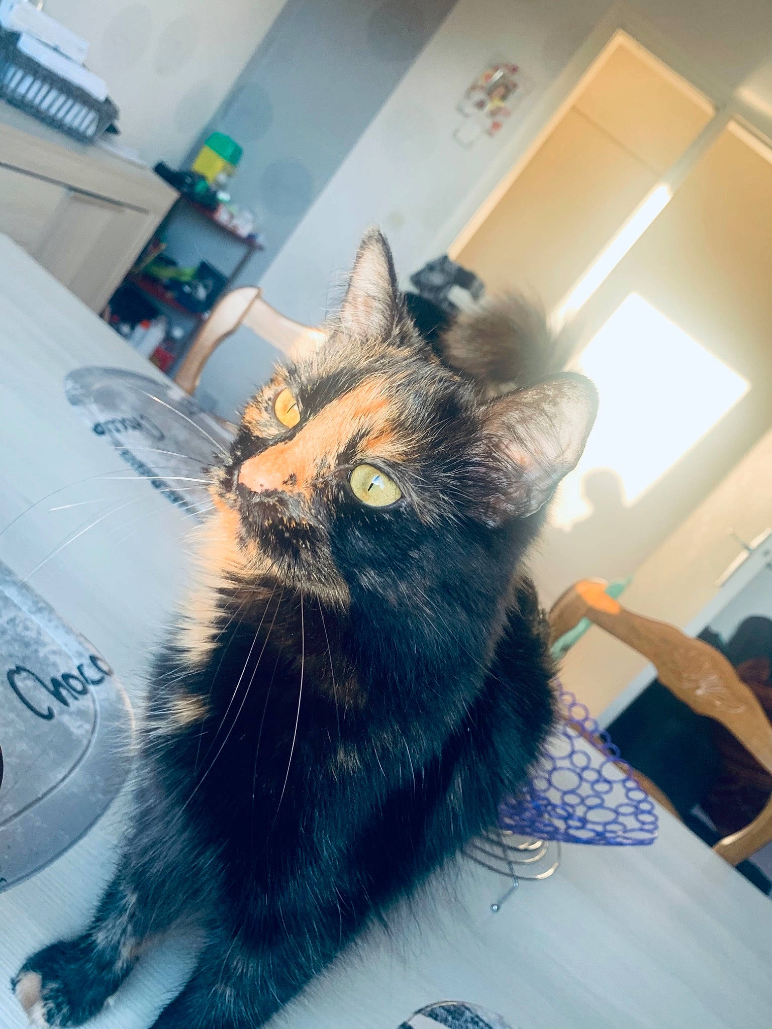 Chouchou participe au concours pour gagner de l'argent avec cette photo : asian, black_cat, carnivore, cat, claw, domestic_short_haired_cat, ear, european_shorthair, eye, felidae, fur, kitten, maine_coon, small_to_medium_sized_cats, snapshot, tabby_cat, tail, whiskers