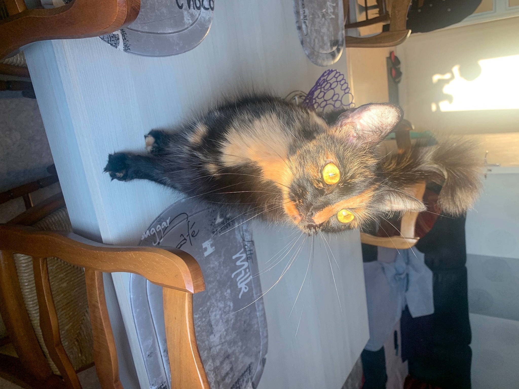 Chouchou a rejoint le concours — aidez-le/la à gagner de superbes lots ! carnivore, cat, domestic_long_haired_cat, domestic_short_haired_cat, felidae, fur, kitten, maine_coon, small_to_medium_sized_cats, tail, whiskers