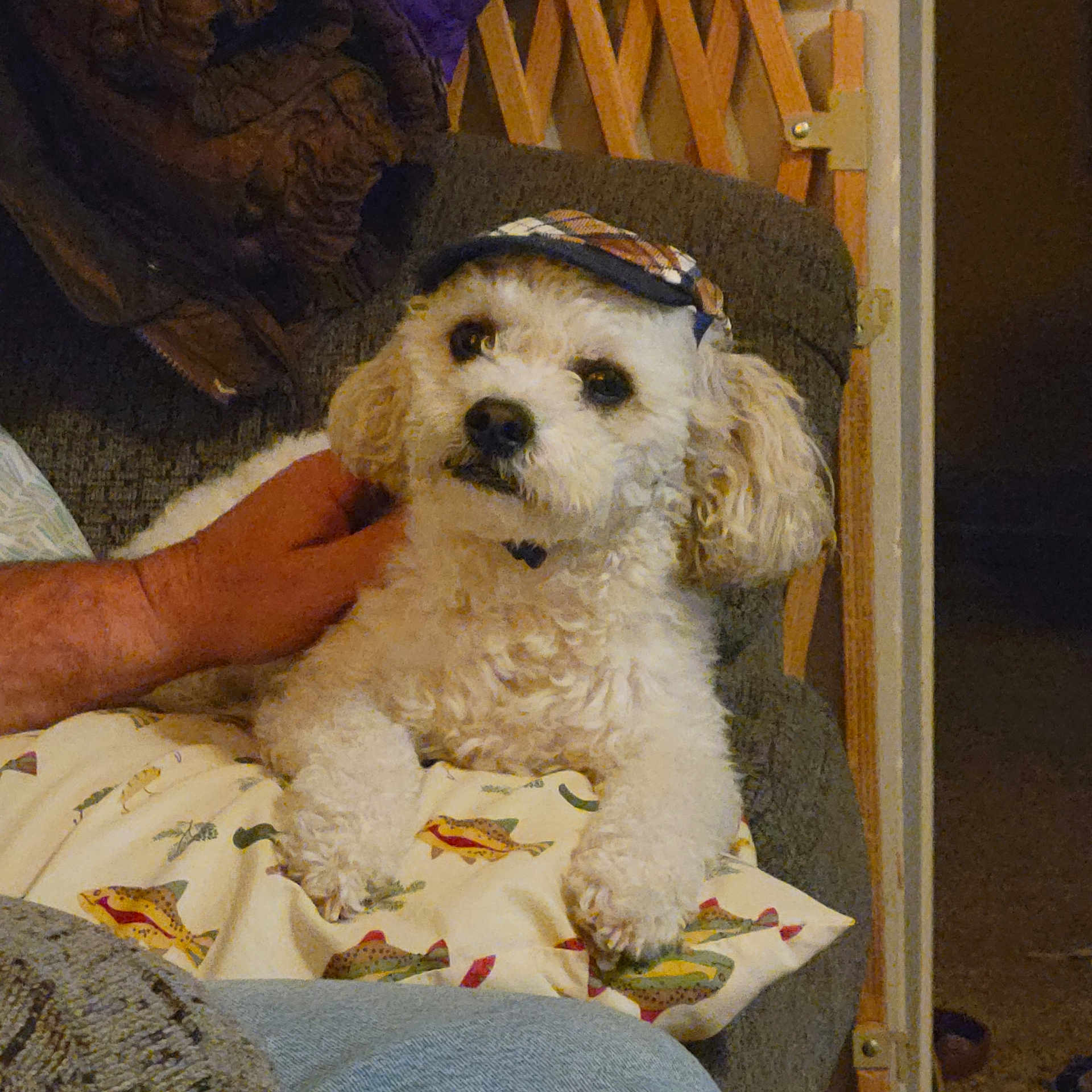 Hoosier joined the competition — help win amazing prizes! animal, chair, comfort, couch, cozy, cute, dog, fish_pattern, fur, hand, hat, home, indoor, person_hand, pet, pillow, plaid_cap, relaxed, small_dog, white_dog