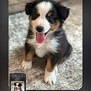 Max joined the competition — help win amazing prizes! puppy, dog, tongue_out, cute, pet, animal, sitting, fur, black, white, brown, texture, indoor, closeup, portrait, phone_screenshot, recursive, happy, young, small